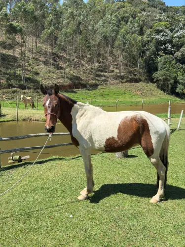 Égua Mangalarga Marchador