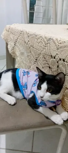  Adoção responsável 