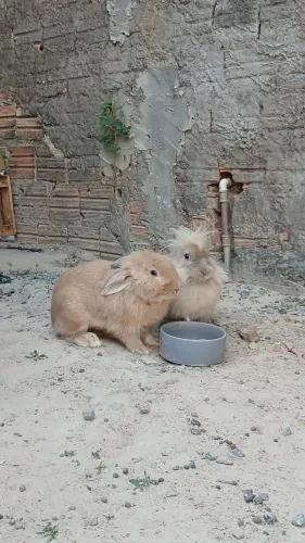 Coelhos de Raça