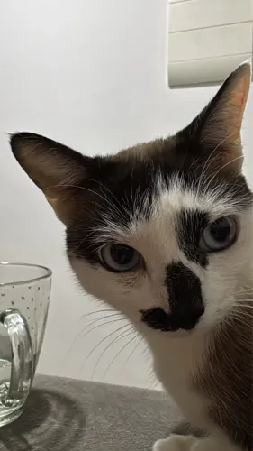 Gatinha