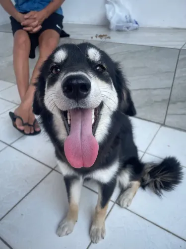 Adoção pet 