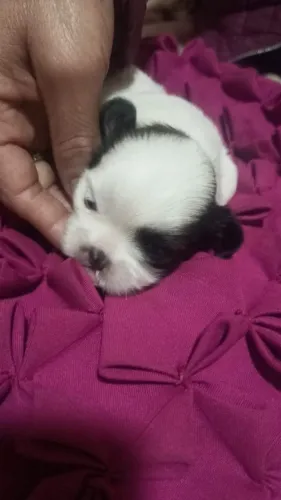 Vende filhotes Shitzu machos