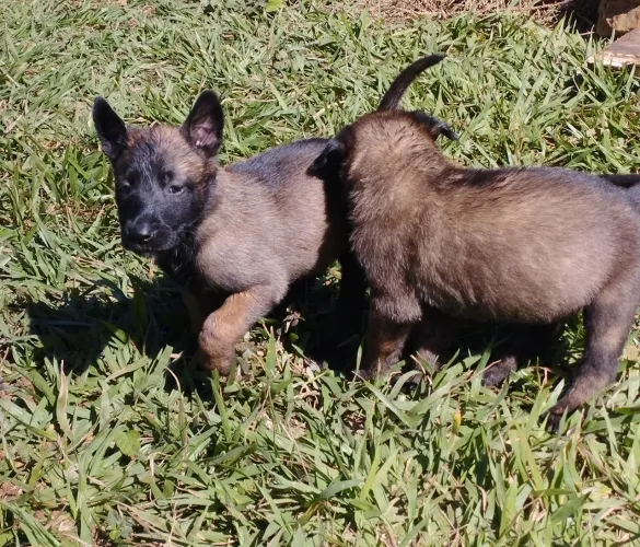 Filhote Pastor belga malinois 