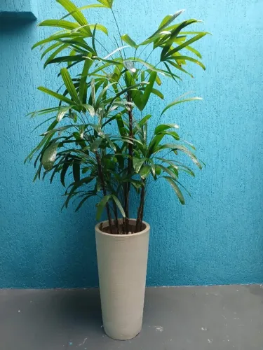 Vasa de planta natural