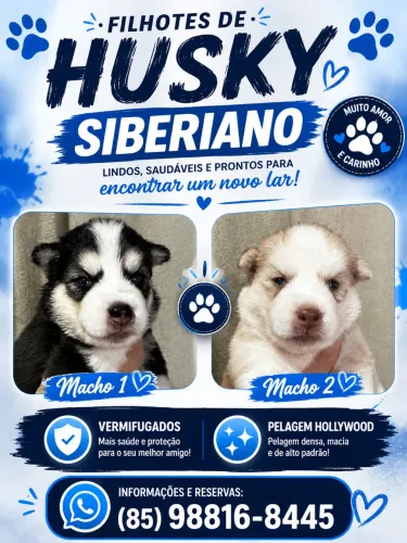 FILHOTES DE HUSKY SIBERIANO 