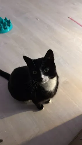 Gato Frajola FELV+ doação 