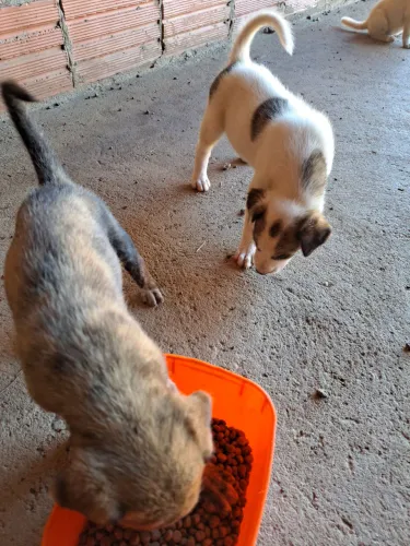 Cachorrinhos para doação 
