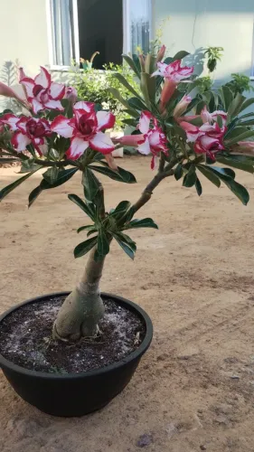 Rosas do deserto e suculentas 