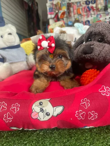 Filhotes de Yorkterrier fêmea Disponível 