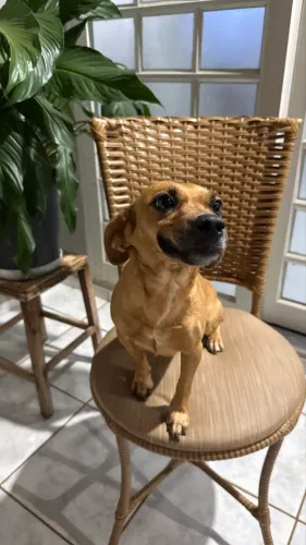 DOA-SE cachorra de porte pequeno 