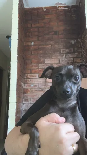 Pet para doação 