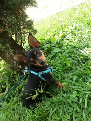 Filhotinhos Pinscher/Pincher Super Espertos Macho e Fêmea com Pedigree