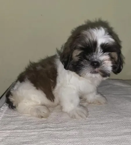 Lhasa Apso,Lhasa Apso Filhote de Alta Qualidade com Pelagem Encantadora