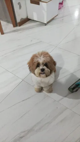 Lhasa Apso 