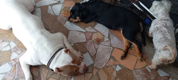 Rottweiler fêmea 