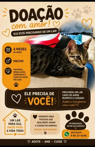 Adoção gosto macho