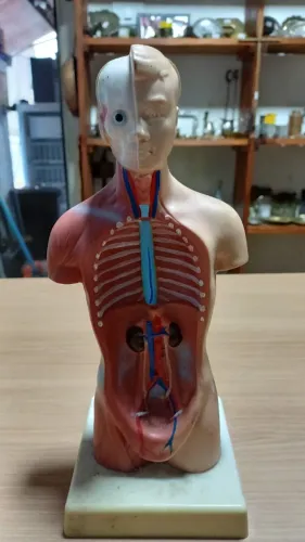 Torso Humano Anatômico