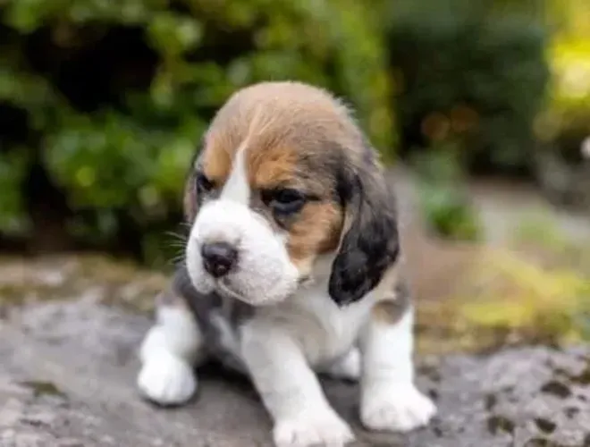 Beagle Disponível para quem busca um companheiro fiel
