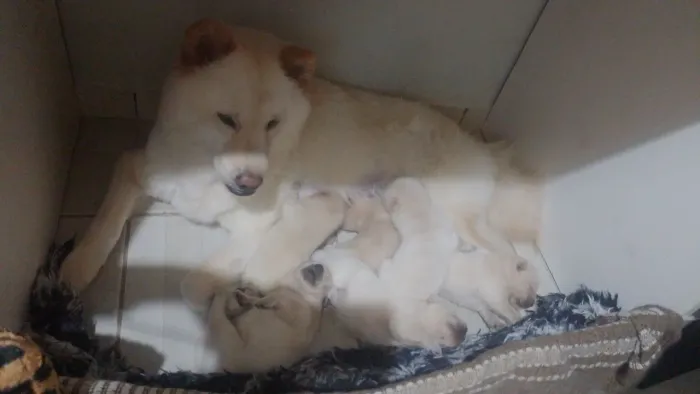 Chow Chow 