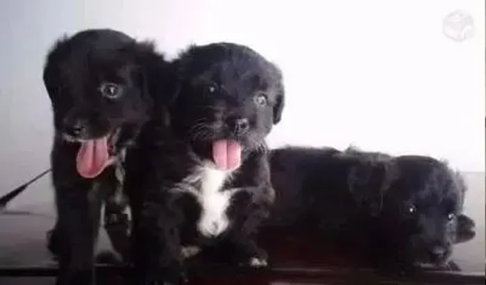Cachorro filhotes ofertinha do dia maltês com poodles pretinhos lindinhos 