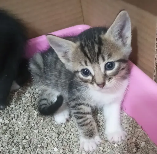 Gatinho filhote lindo para adoção