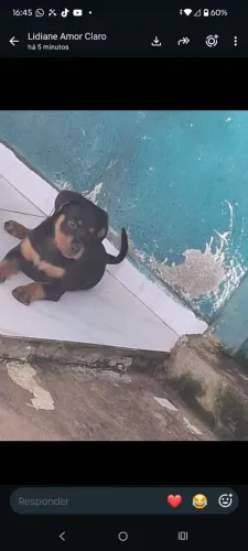 Filhotes fêmea da raça rottweiler