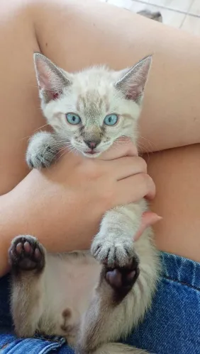 DOAÇÃO de gatinho siamês