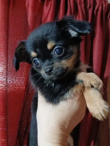 Chihuahua femea
