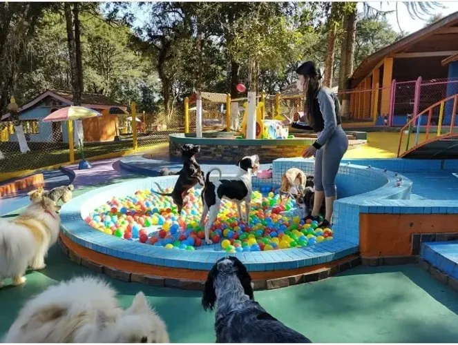 Creche Pet - Campo Largo - 7h30 - 14h00 - R$2.000,00