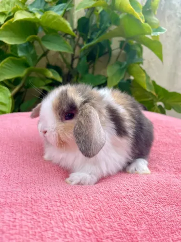 Mini Lop filhotes