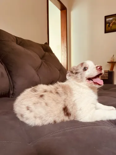 Filhotes de Border collie 