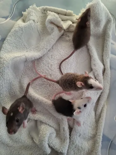 twister hamster filhote