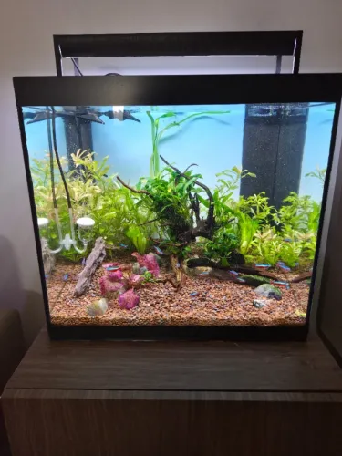 Auqrio plantado 