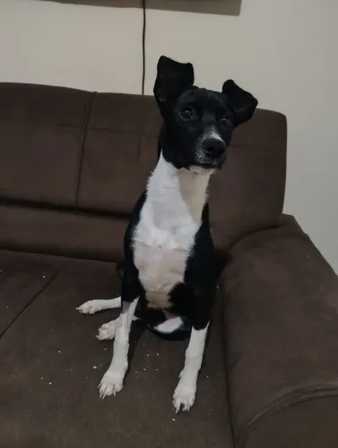 Doação pet