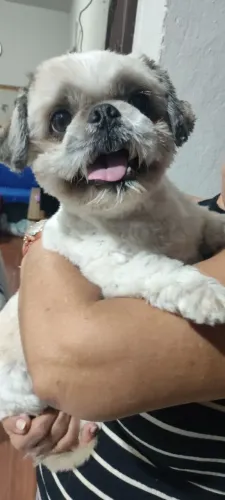 Shitzu disponível