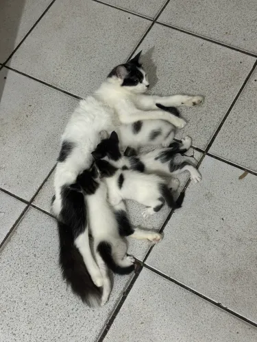 Doação gatos 