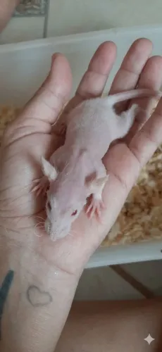 Rato twister Hairless {pelado}