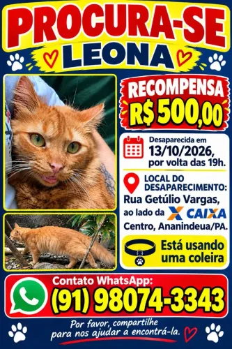 PROCURA-SE ESSA GATA 