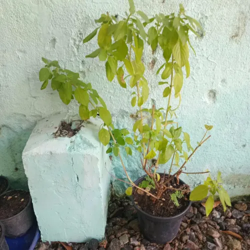 Plantas para culinária e medicinais 