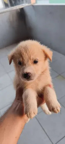 Filhotes de Border Collie com Husky Siberiano. Machos