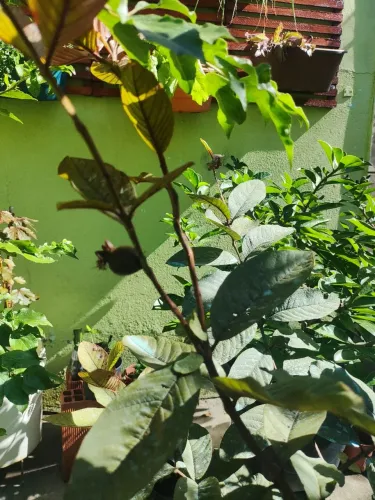 Muda frutífera goiaba roxa