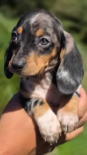 Basser dachshund/teckel filhotes 
