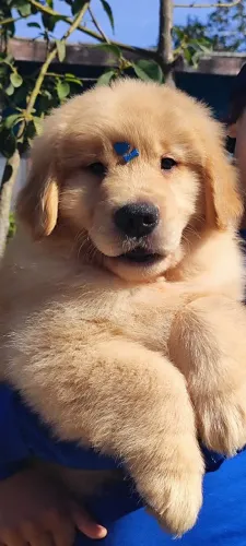 Golden Retriever último macho disponível 