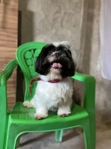 Vendo filhote de shitzu fêmea