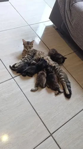 3 Gata filhote