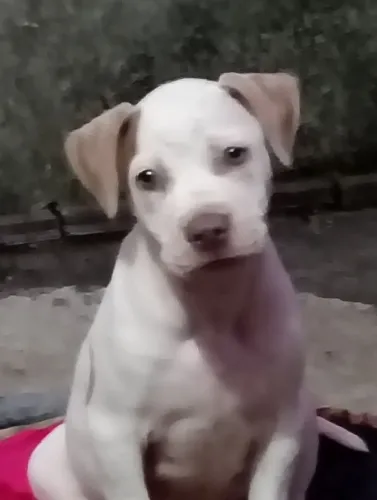 Duas filhotes de pitbull