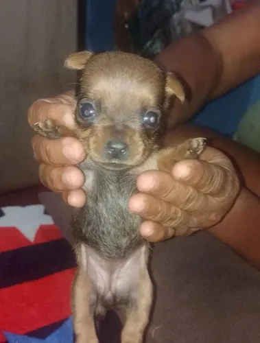 Linda fêmea de Chihuahua bem pequena