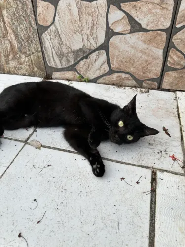 Doa-se gato preto