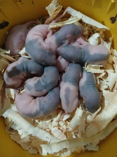 Twister capuz black e albino nascido dia 18/07/26