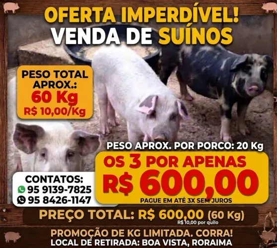 Porco ? 